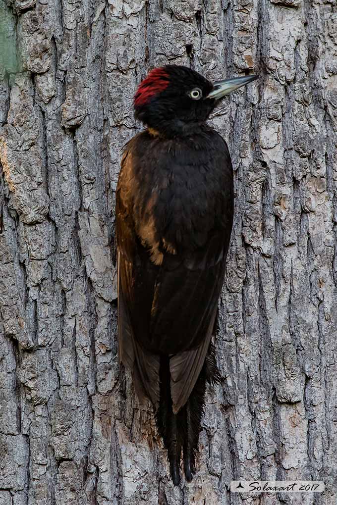 Dryocopus martius:  Picchio nero (femmina);  Black Woodpecker  (female)