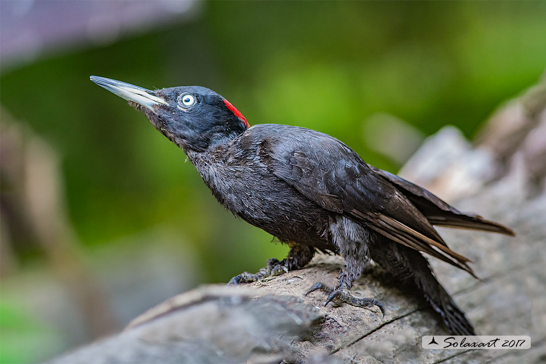 Dryocopus martius:  Picchio nero (femmina);  Black Woodpecker  (female)