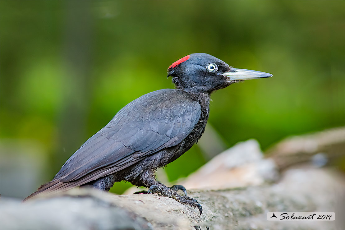 Dryocopus martius:  Picchio nero (femmina);  Black Woodpecker  (female)