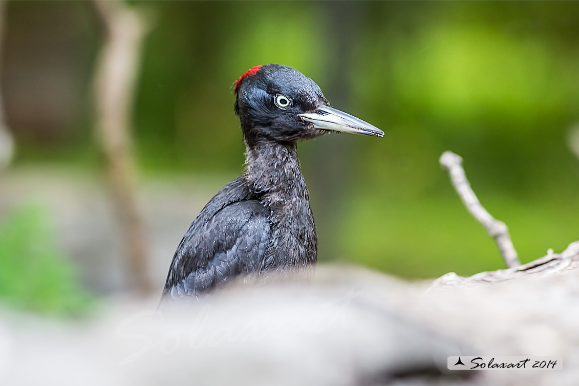 Dryocopus martius:  Picchio nero (femmina);  Black Woodpecker  (female)