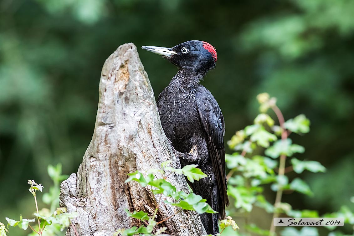 Dryocopus martius:  Picchio nero (femmina);  Black Woodpecker  (female)