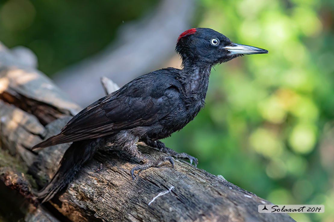 Dryocopus martius  -  Picchio nero  -  Black Woodpecker