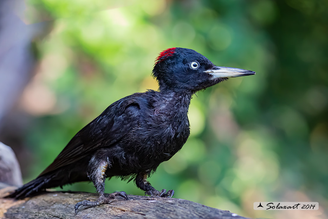 Dryocopus martius  -  Picchio nero  -  Black Woodpecker