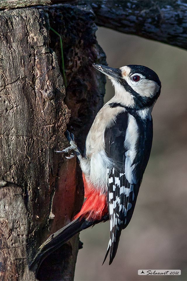 Picchio Rosso maggiore (Dendrocopos major) - femmina
