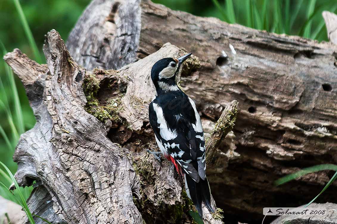 Picchio Rosso maggiore (Dendrocopos major) - femmina