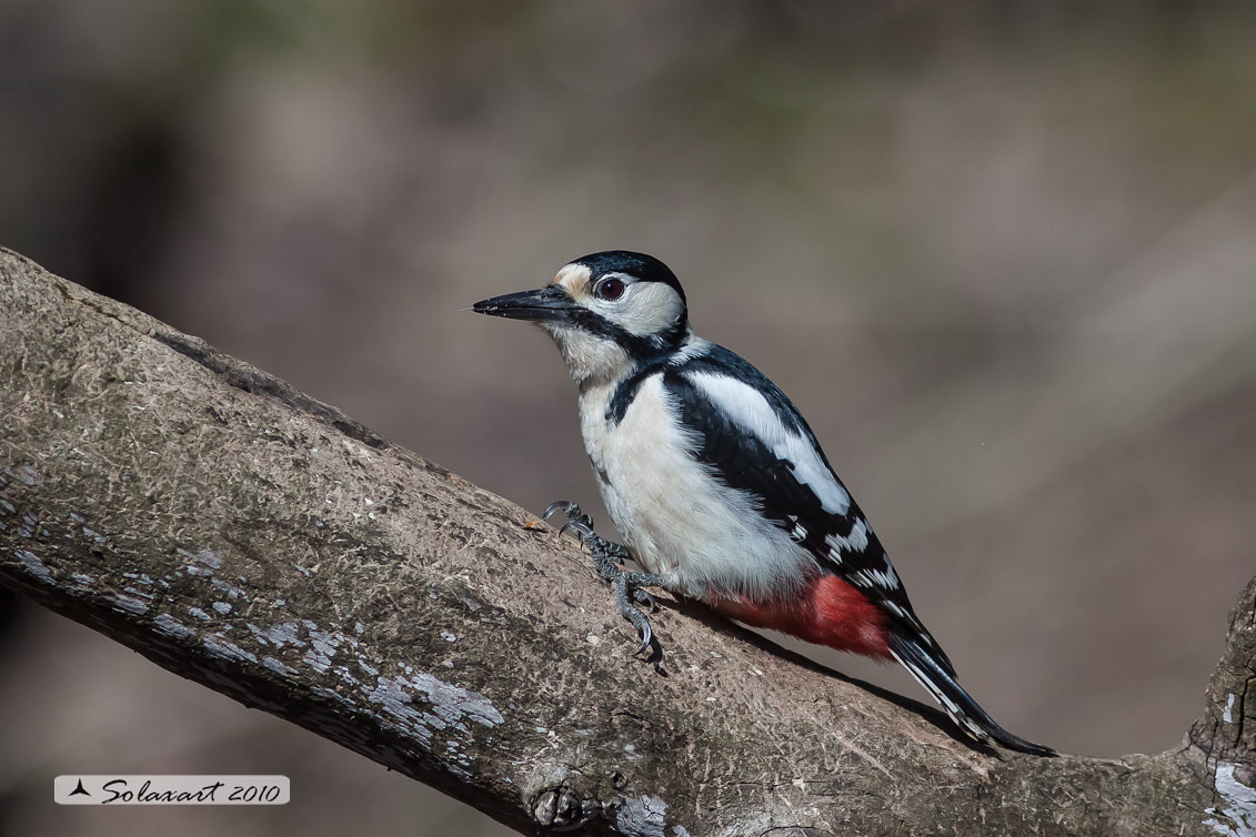 Picchio Rosso maggiore - Femmina (Dendrocopos major)