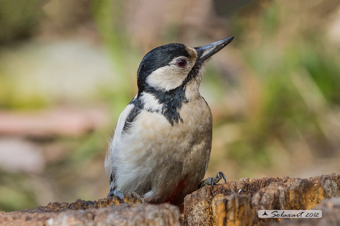 Dendrocopos major - Picchio Rosso maggiore - Great Spotted Woodpecker