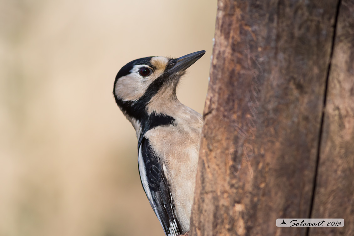 Dendrocopos major - Picchio Rosso maggiore - Great Spotted Woodpecker