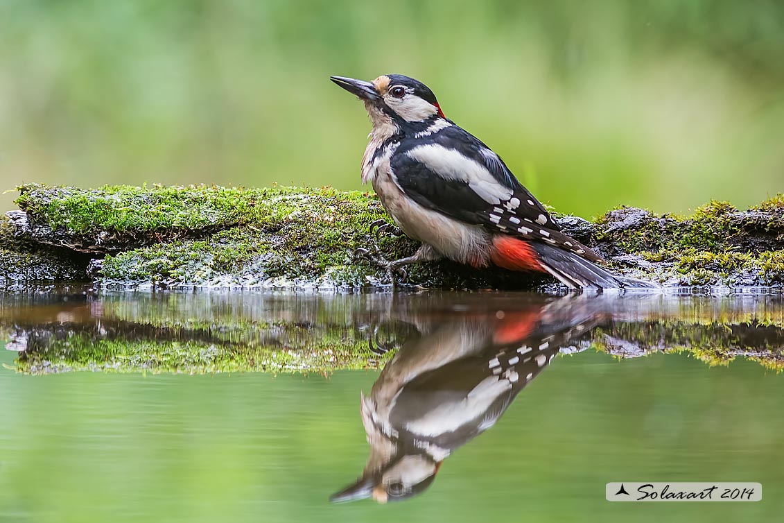 Dendrocopos major: Picchio Rosso maggiore  (maschio giovane);   Great Spotted Woodpecker (juvenile male)