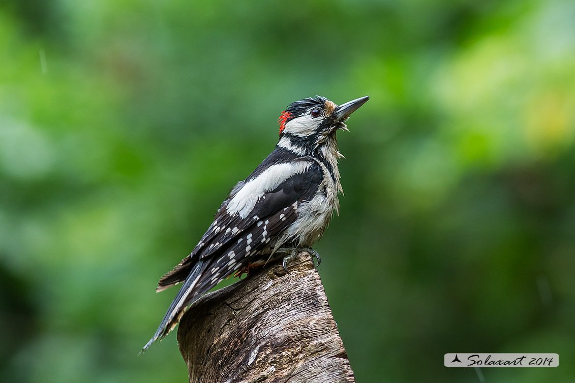 Dendrocopos major: Picchio Rosso maggiore  (maschio giovane);   Great Spotted Woodpecker (juvenile male)