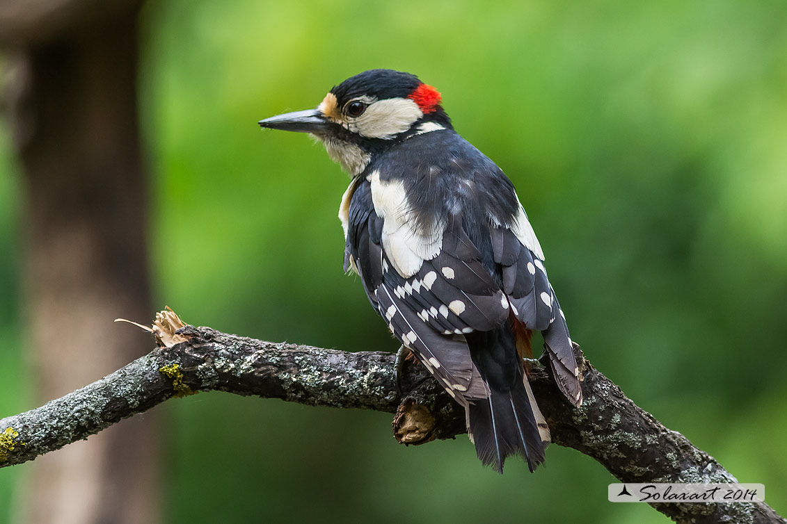 Dendrocopos major: Picchio Rosso maggiore  (maschio giovane);   Great Spotted Woodpecker (juvenile male)