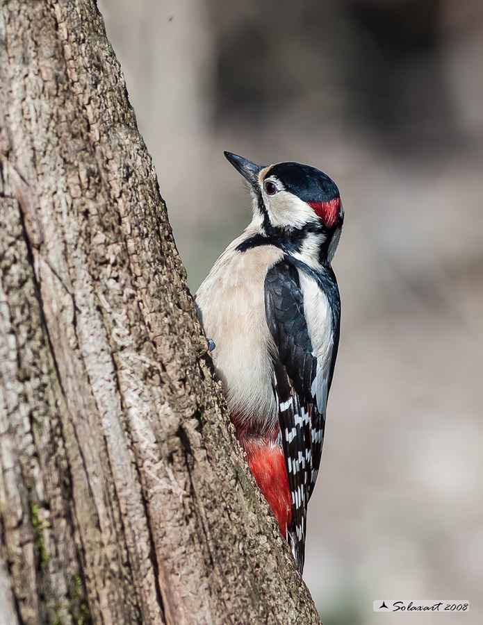 Picchio Rosso maggiore - maschio (Dendrocopos major)