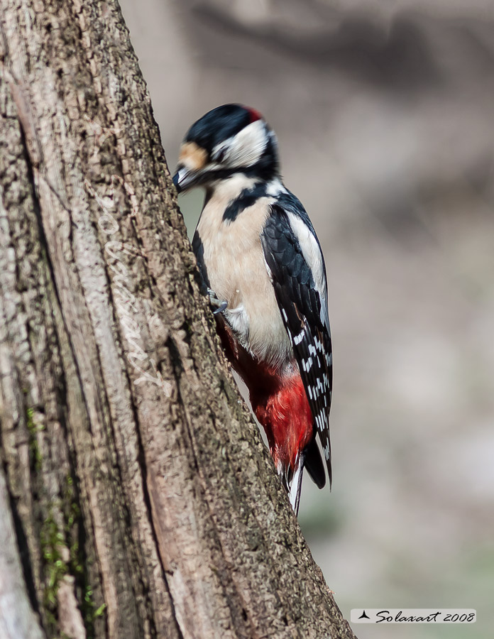 Picchio Rosso maggiore - maschio (Dendrocopos major)