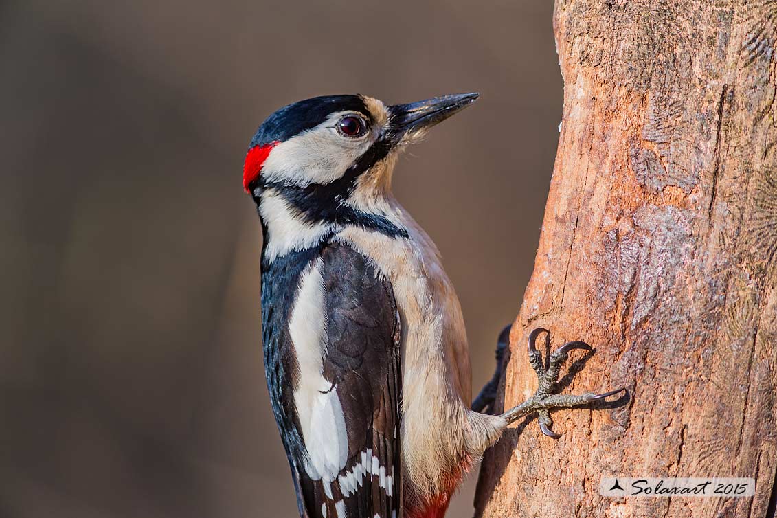 Dendrocopos major - Picchio Rosso maggiore - Great Spotted Woodpecker