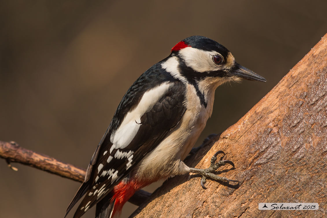 Dendrocopos major - Picchio Rosso maggiore - Great Spotted Woodpecker