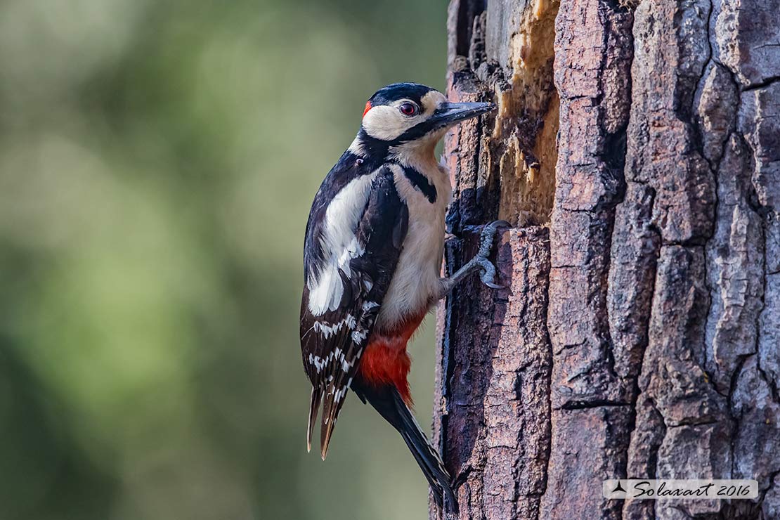 Dendrocopos major  -  Picchio Rosso maggiore  - Great Spotted Woodpecker