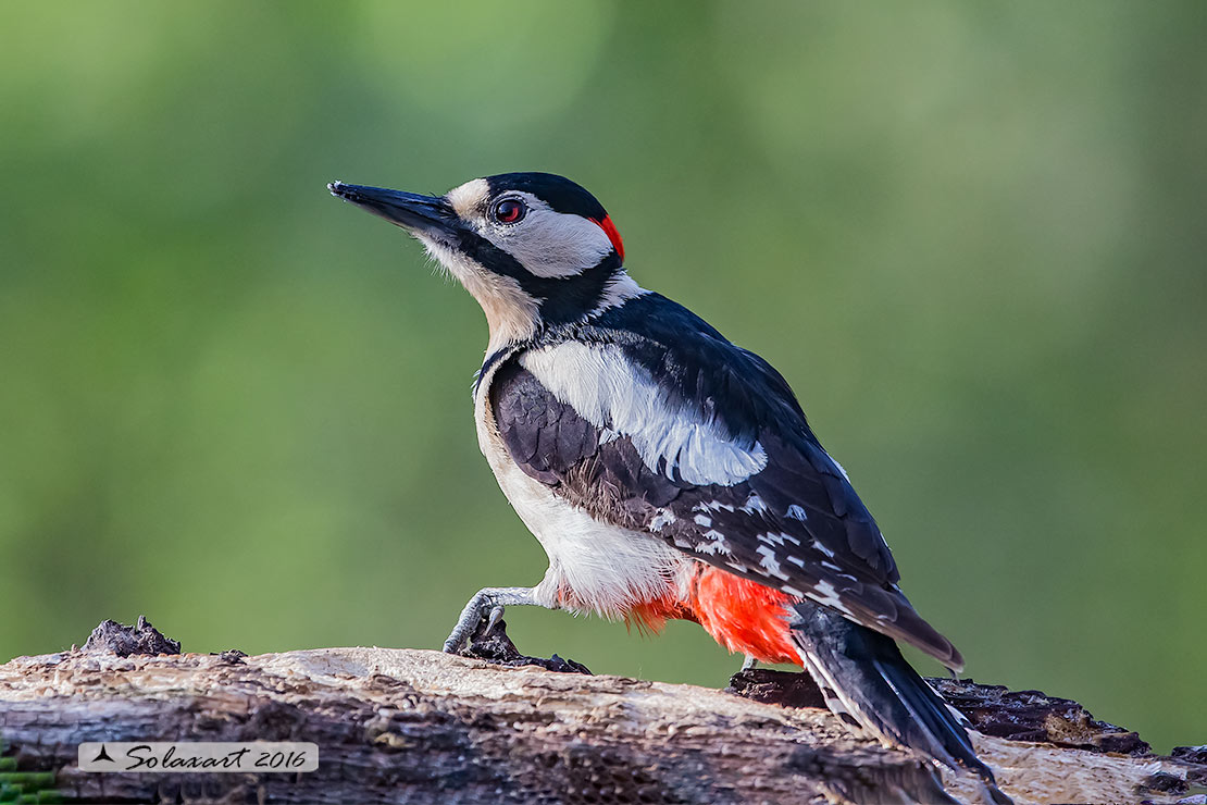 Dendrocopos major  -  Picchio Rosso maggiore  - Great Spotted Woodpecker