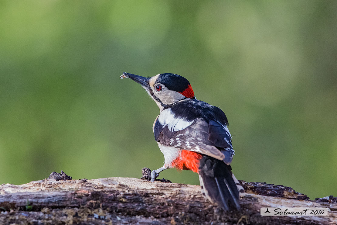 Dendrocopos major  -  Picchio Rosso maggiore  - Great Spotted Woodpecker