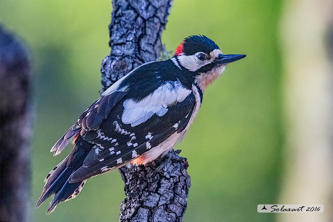 Dendrocopos major  -  Picchio Rosso maggiore  - Great Spotted Woodpecker