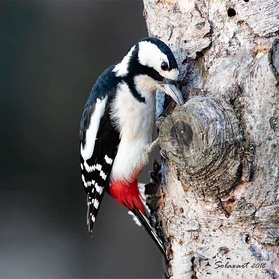 Dendrocopos major - Picchio Rosso maggiore - Great Spotted Woodpecker