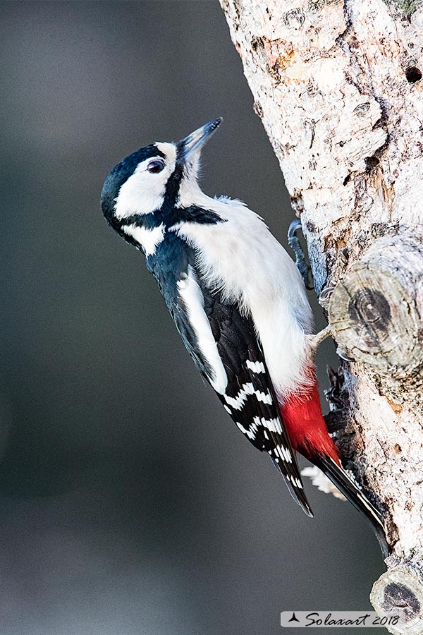 Dendrocopos major - Picchio Rosso maggiore - Great Spotted Woodpecker