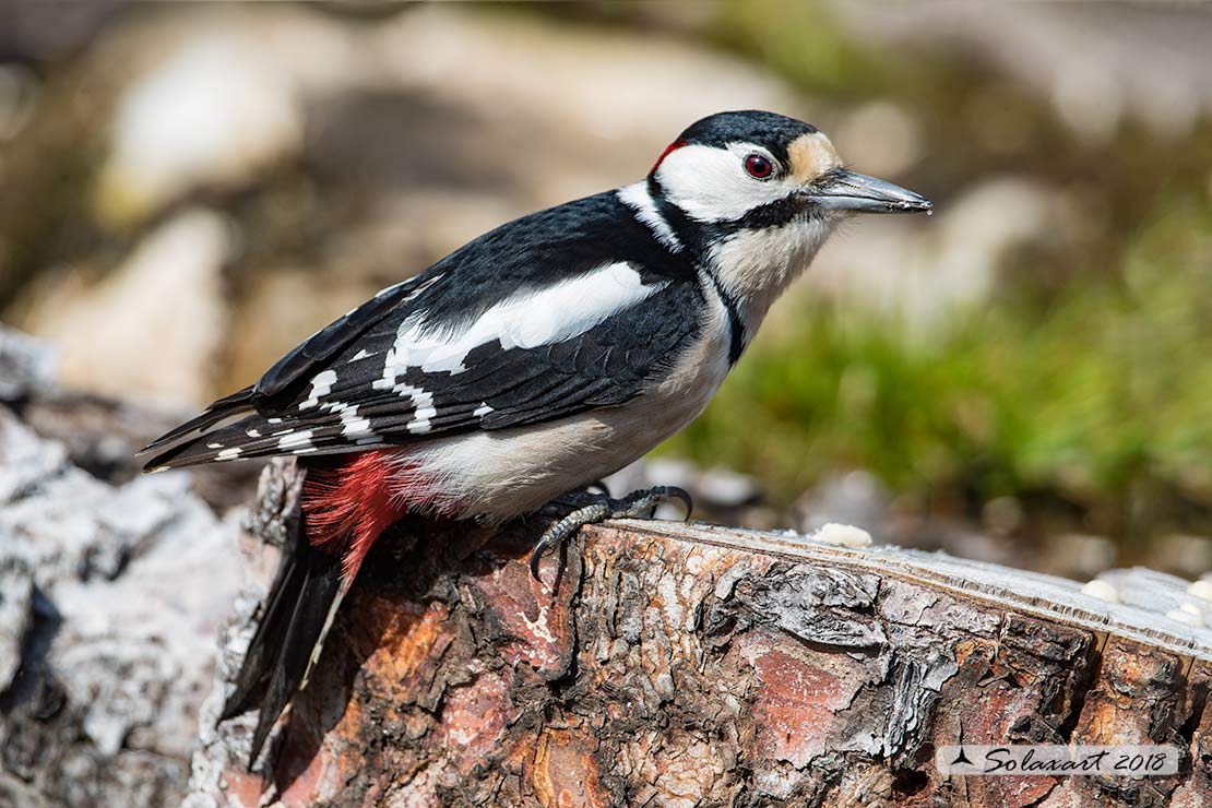 Dendrocopos major - Picchio Rosso maggiore - Great Spotted Woodpecker