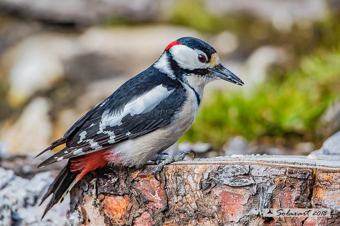 Dendrocopos major - Picchio Rosso maggiore - Great Spotted Woodpecker