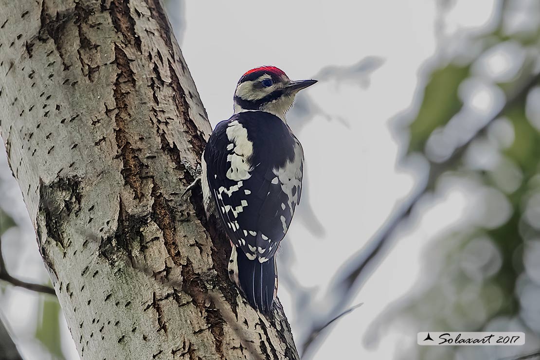 Dendrocopos major: Picchio Rosso maggiore  (maschio giovane);   Great Spotted Woodpecker (juvenile male)