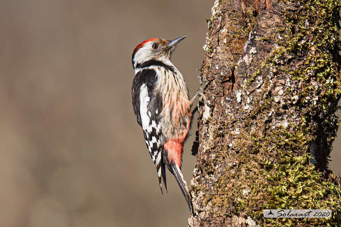 Dendrocopos medius :  Picchio Rosso mezzano (maschio);  Middle Spotted Woodpecker (male)