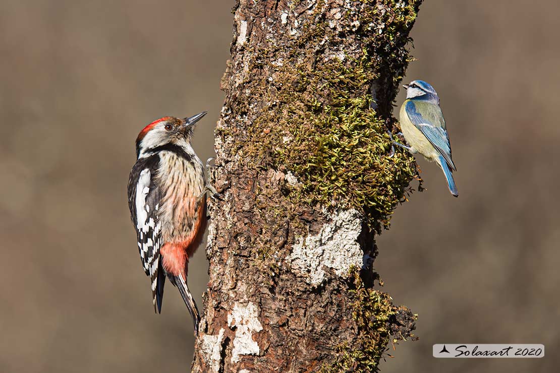 Dendrocopos medius :  Picchio Rosso mezzano (maschio);  Middle Spotted Woodpecker (male)