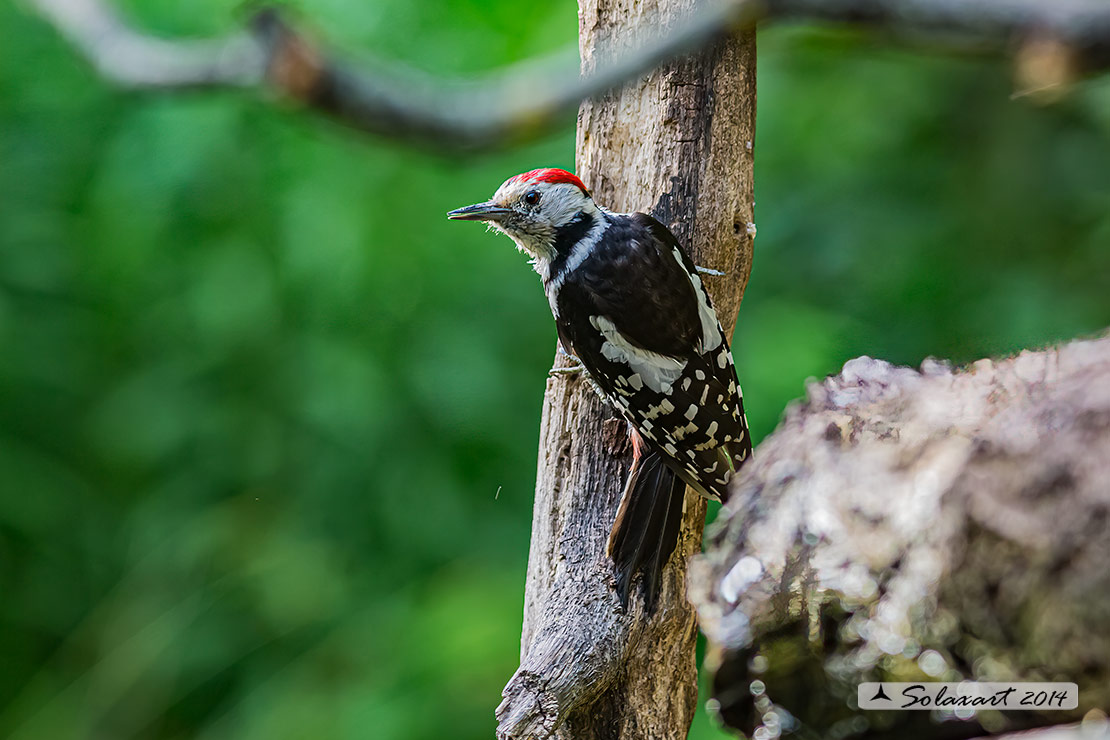 Dendrocopos medius: Picchio Rosso mezzano (maschio); Middle Spotted Woodpecker (male)