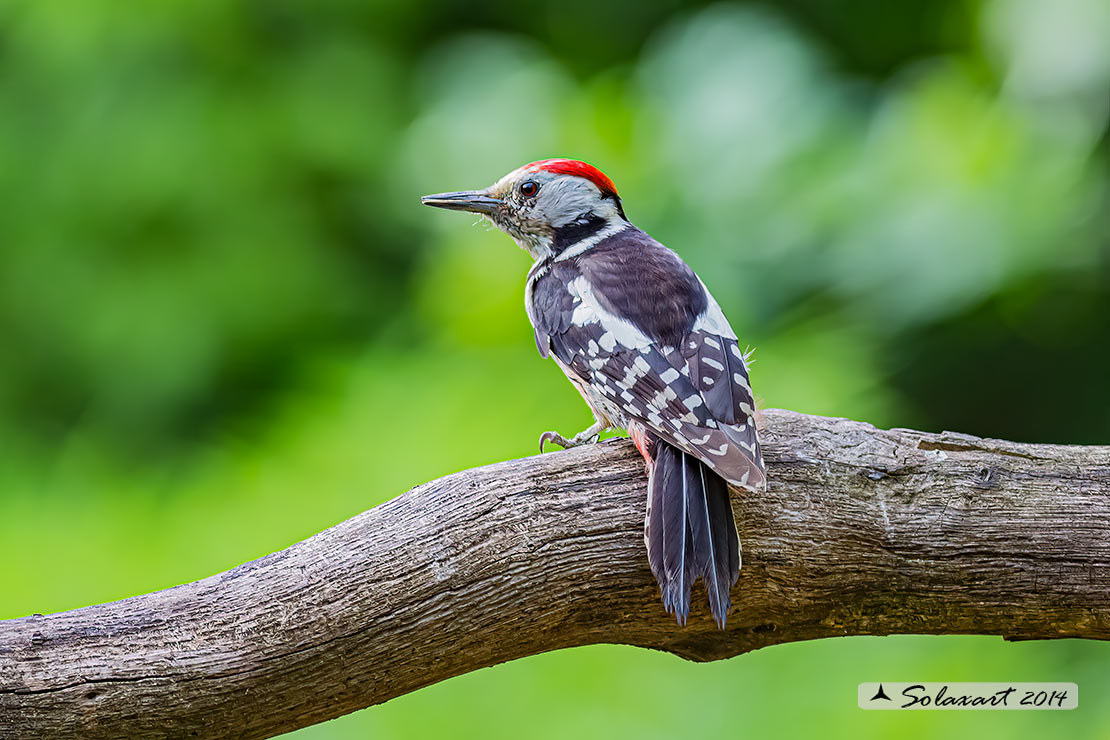 Dendrocopos medius :  Picchio Rosso mezzano (maschio);  Middle Spotted Woodpecker (male)