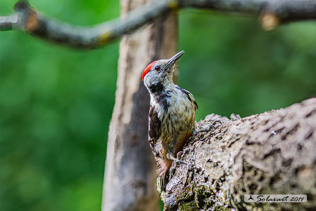 Dendrocopos medius :  Picchio Rosso mezzano (maschio);  Middle Spotted Woodpecker (male)