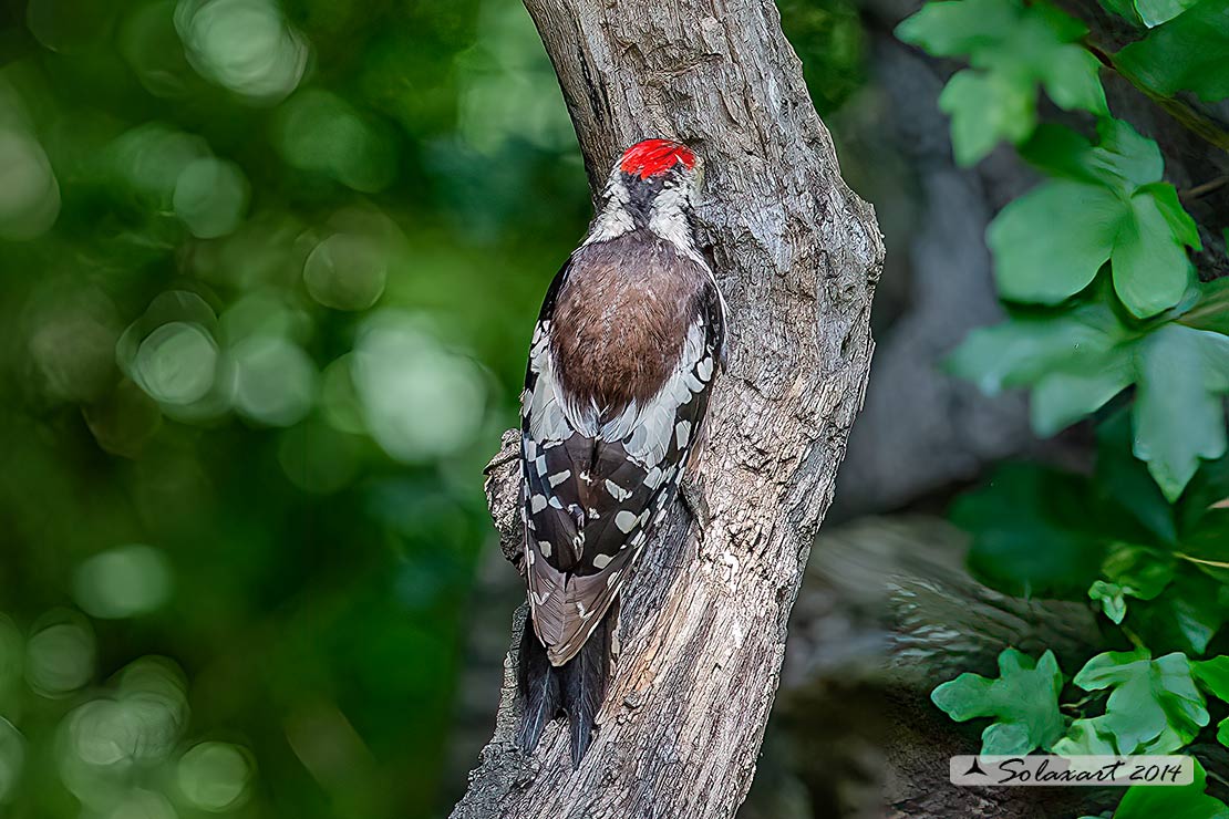Dendrocopos medius: Picchio Rosso mezzano (maschio); Middle Spotted Woodpecker (male)
