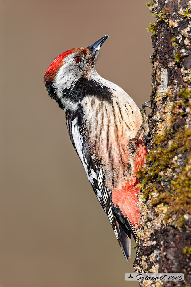 Dendrocopos medius :  Picchio Rosso mezzano (maschio);  Middle Spotted Woodpecker (male)