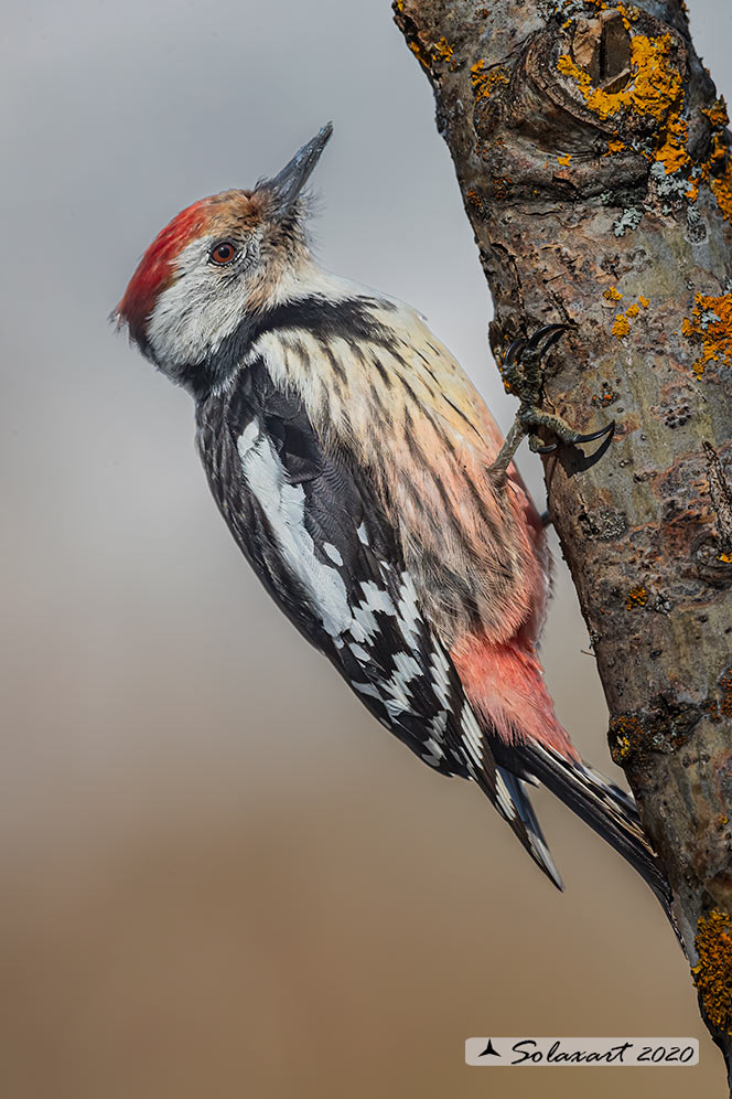 Dendrocopos medius :  Picchio Rosso mezzano (maschio);  Middle Spotted Woodpecker (male)