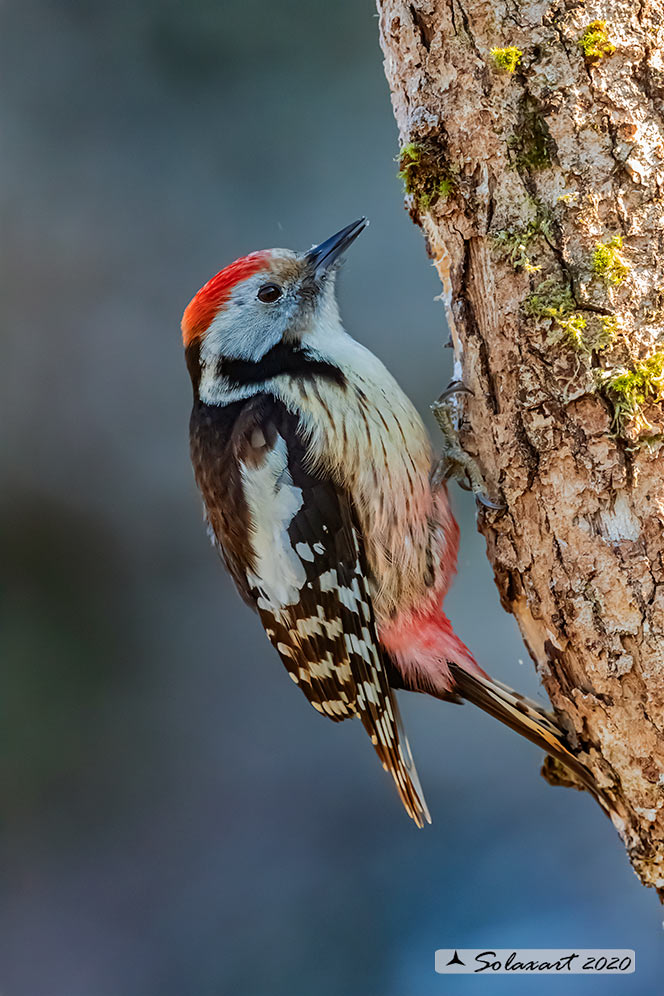 Dendrocopos medius :  Picchio Rosso mezzano (maschio);  Middle Spotted Woodpecker (male)