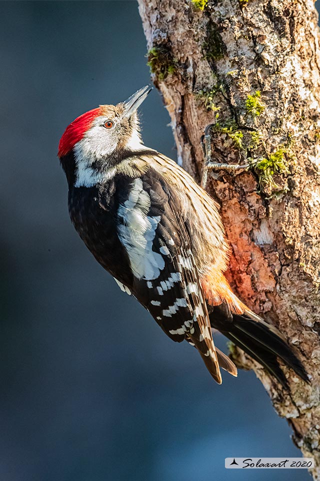 Dendrocopos medius :  Picchio Rosso mezzano (maschio);  Middle Spotted Woodpecker (male)