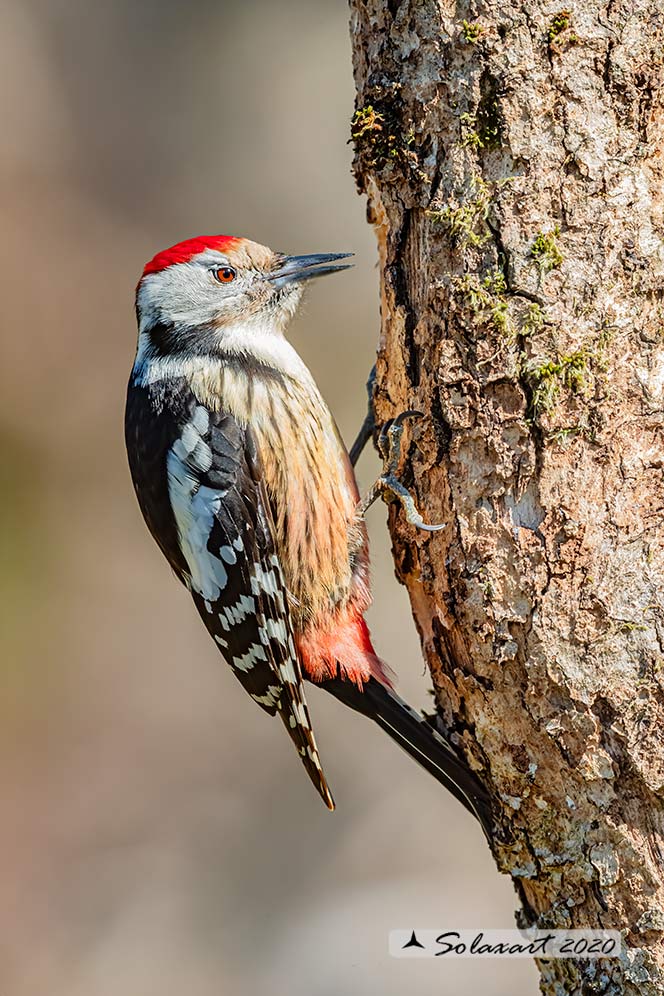 Dendrocopos medius :  Picchio Rosso mezzano (maschio);  Middle Spotted Woodpecker (male)