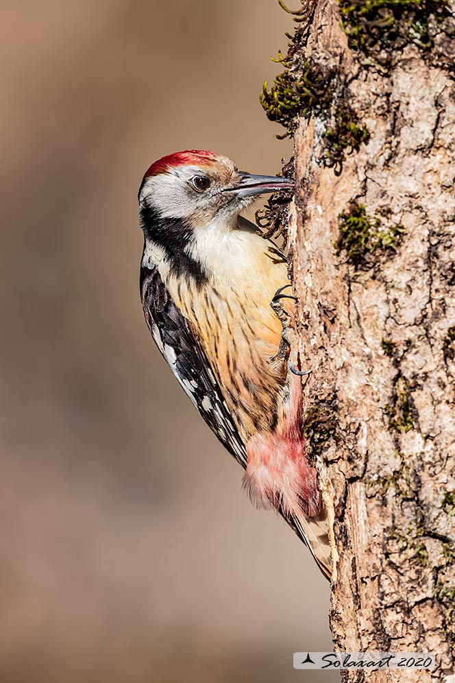 Dendrocopos medius :  Picchio Rosso mezzano (maschio);  Middle Spotted Woodpecker (male)