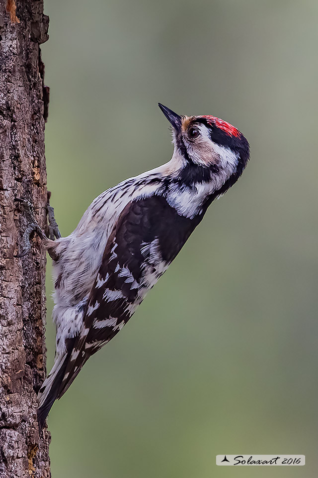 Dendrocopos minor  -  Picchio Rosso minore  -  Lesser Spotted Woodpecker