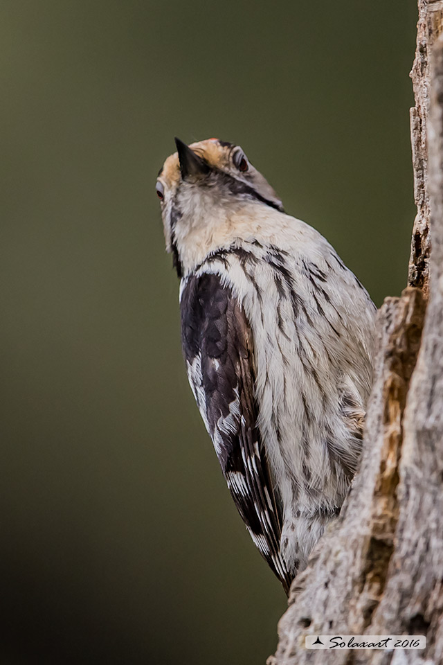 Dendrocopos minor :  Picchio Rosso minore (maschio);  Lesser Spotted Woodpecker  (male)