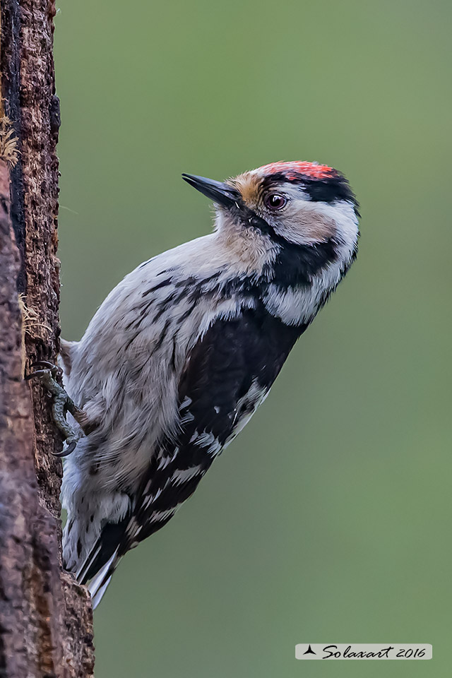 Dendrocopos minor  -  Picchio Rosso minore  -  Lesser Spotted Woodpecker