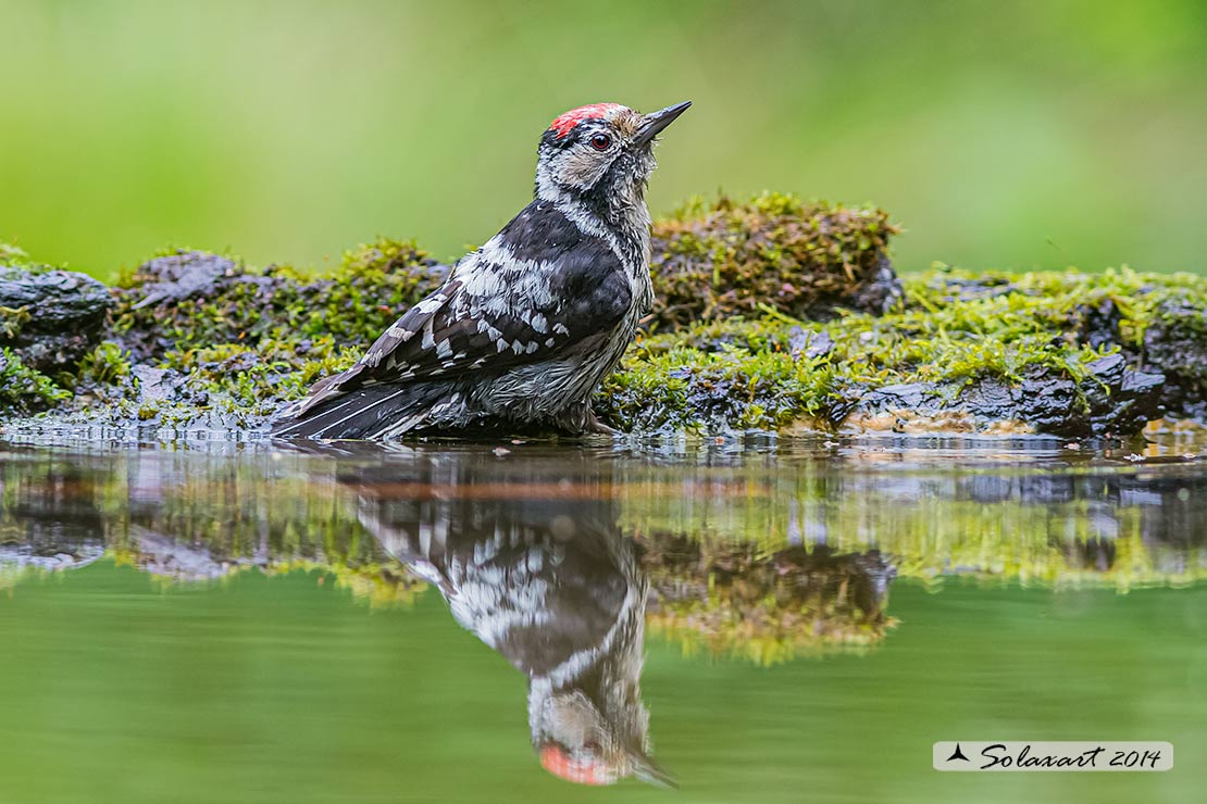 Dendrocopos minor :  Picchio Rosso minore (maschio);  Lesser Spotted Woodpecker  (male)