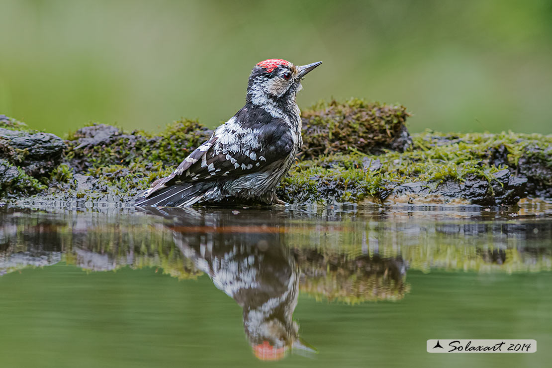 Dendrocopos minor :  Picchio Rosso minore (maschio);  Lesser Spotted Woodpecker  (male)