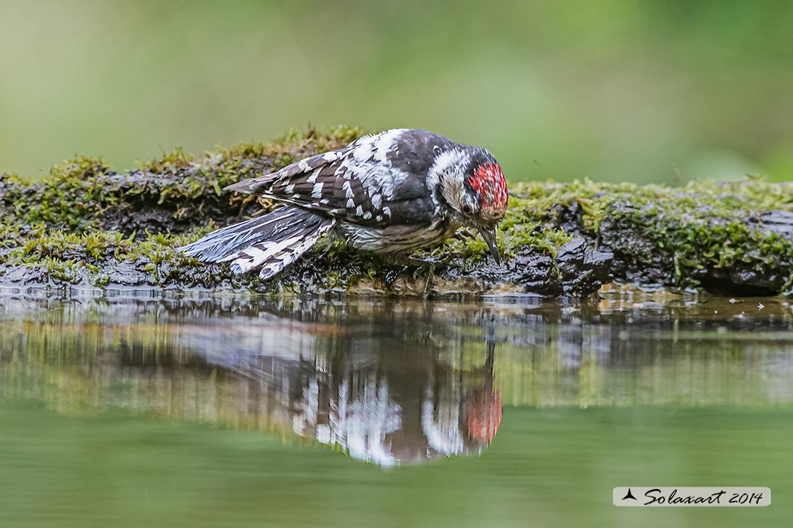 Dendrocopos minor :  Picchio Rosso minore (maschio);  Lesser Spotted Woodpecker  (male)