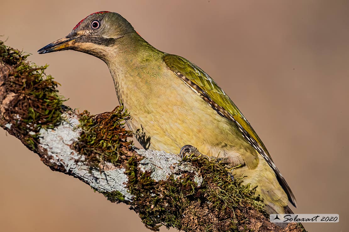 Picus sharpei :  Picchio verde iberico;  Iberian Green Woodpecker