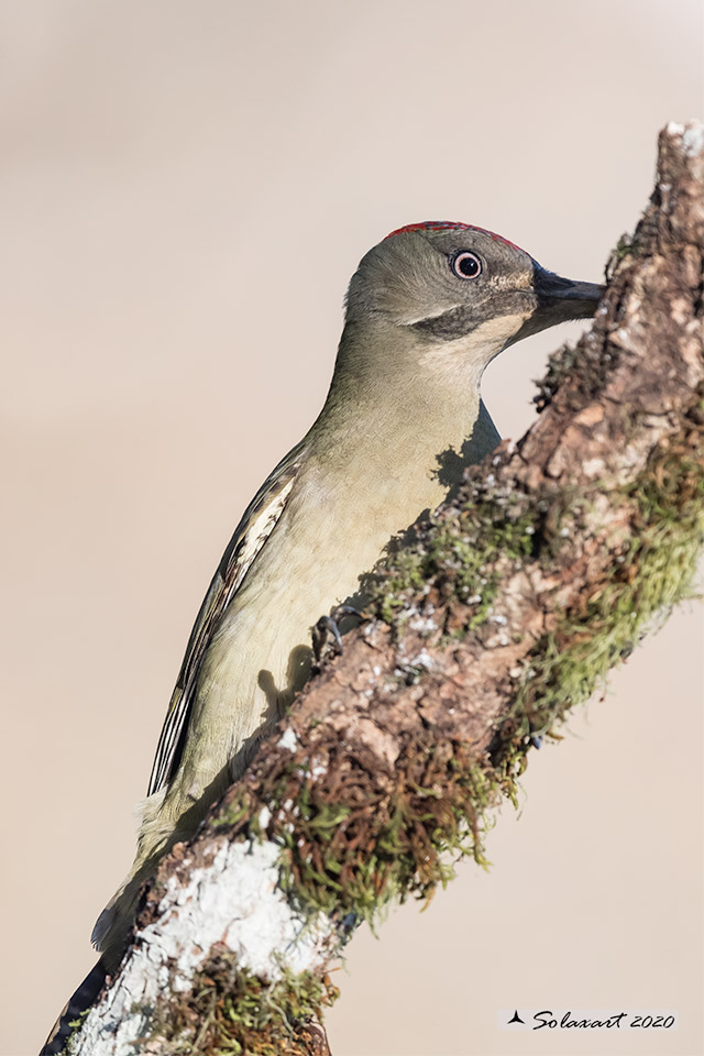 Picus sharpei :  Picchio verde iberico;  Iberian Green Woodpecker