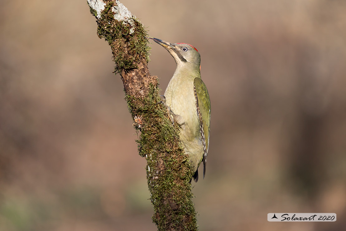 Picus sharpei :  Picchio verde iberico;  Iberian Green Woodpecker