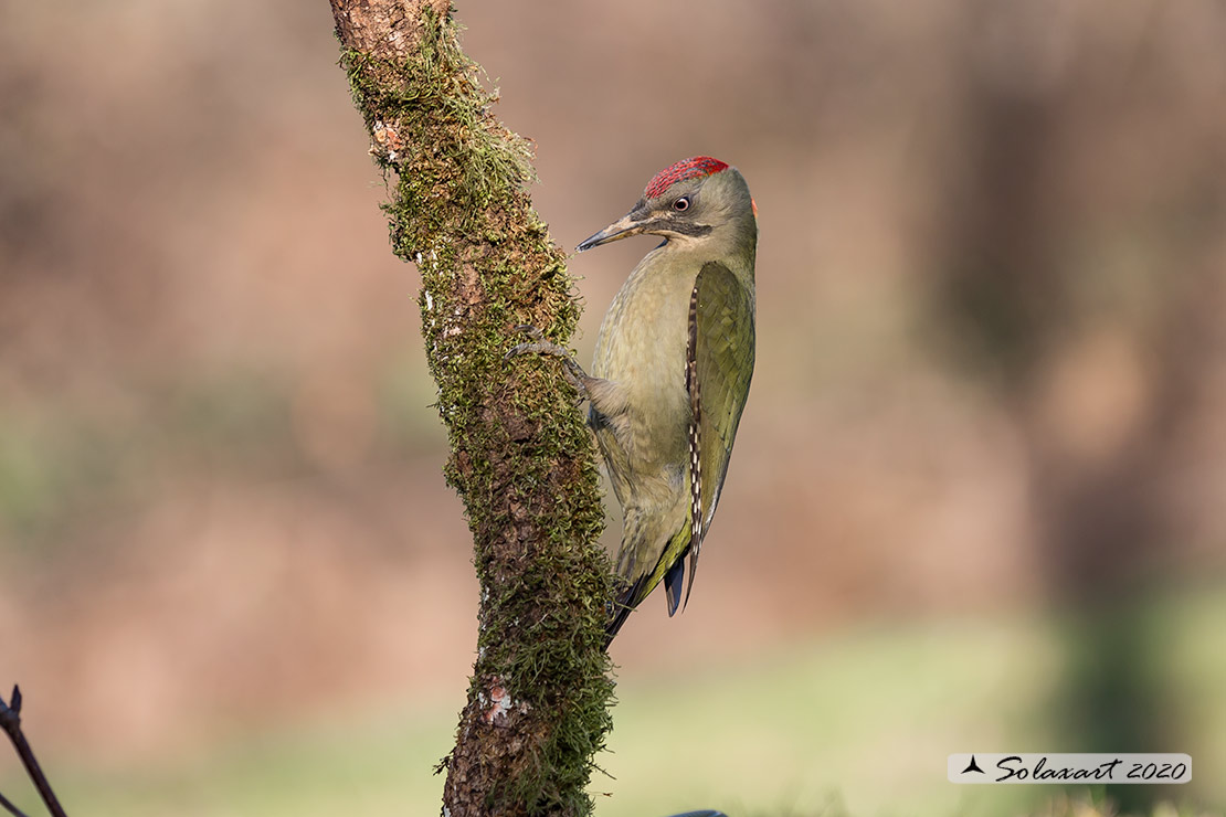 Picus sharpei :  Picchio verde iberico;  Iberian Green Woodpecker